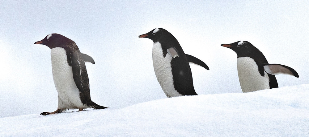 Penguins following a leader in a line.