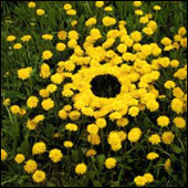 Goldsworthy natural flower art