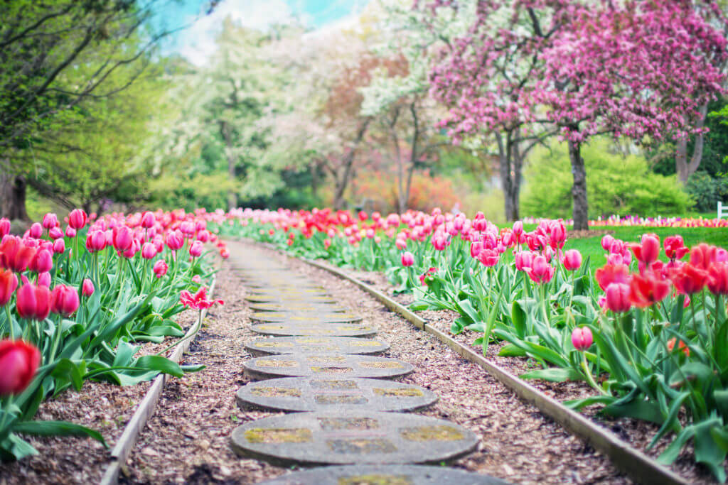 Landscaped path through tulips