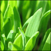 Oat Grass