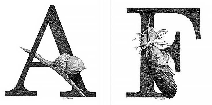 pen-and-ink-alphabet