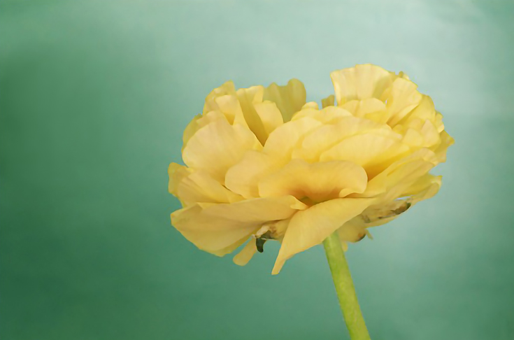 ranunculus