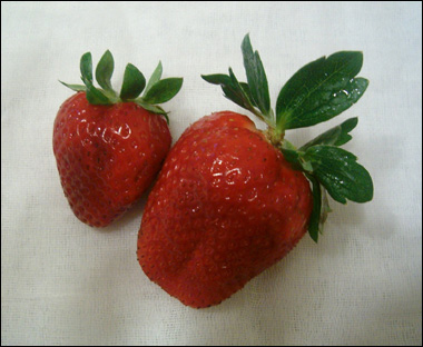 Two Red Strawberries