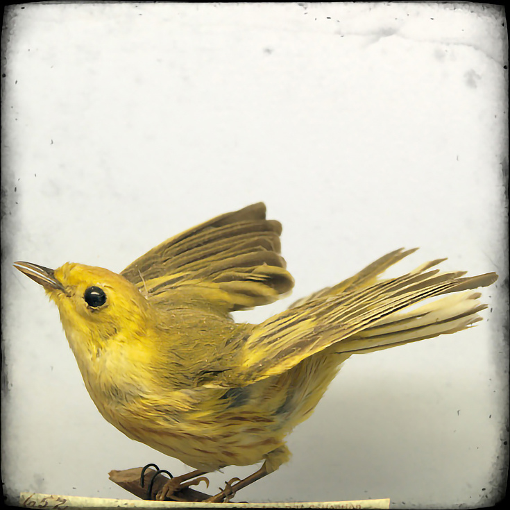 yellowbird